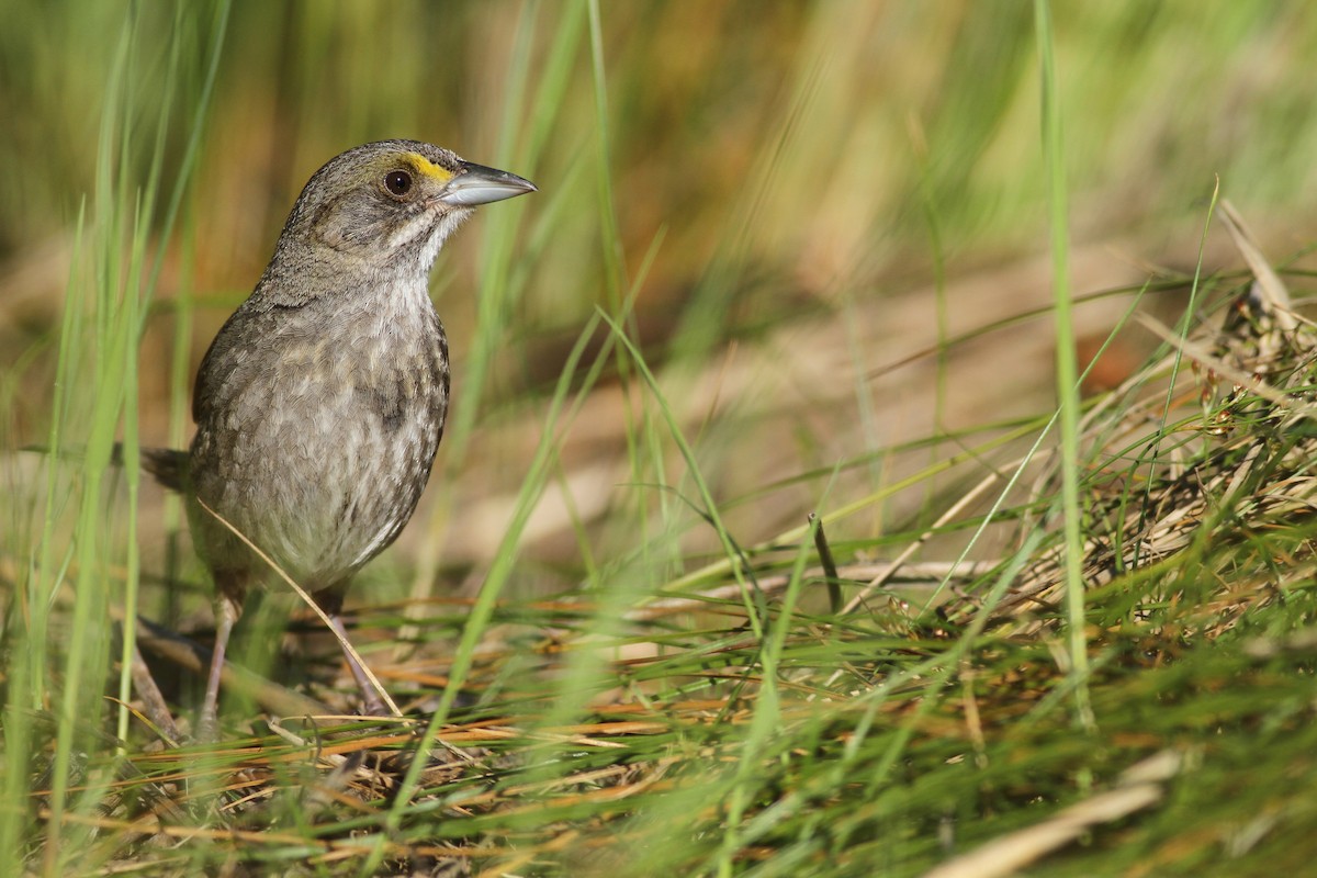 Seaside Sparrow (Atlantic) - ML61662211