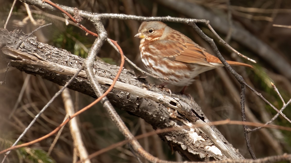 Fox Sparrow (Red) - R Miller