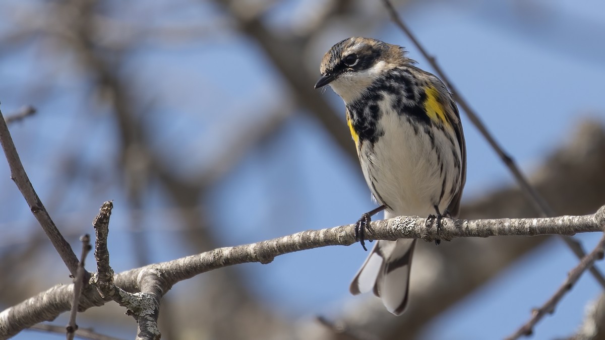 Yellow-rumped Warbler - R Miller