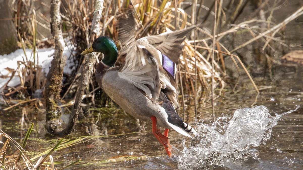 Mallard - R Miller