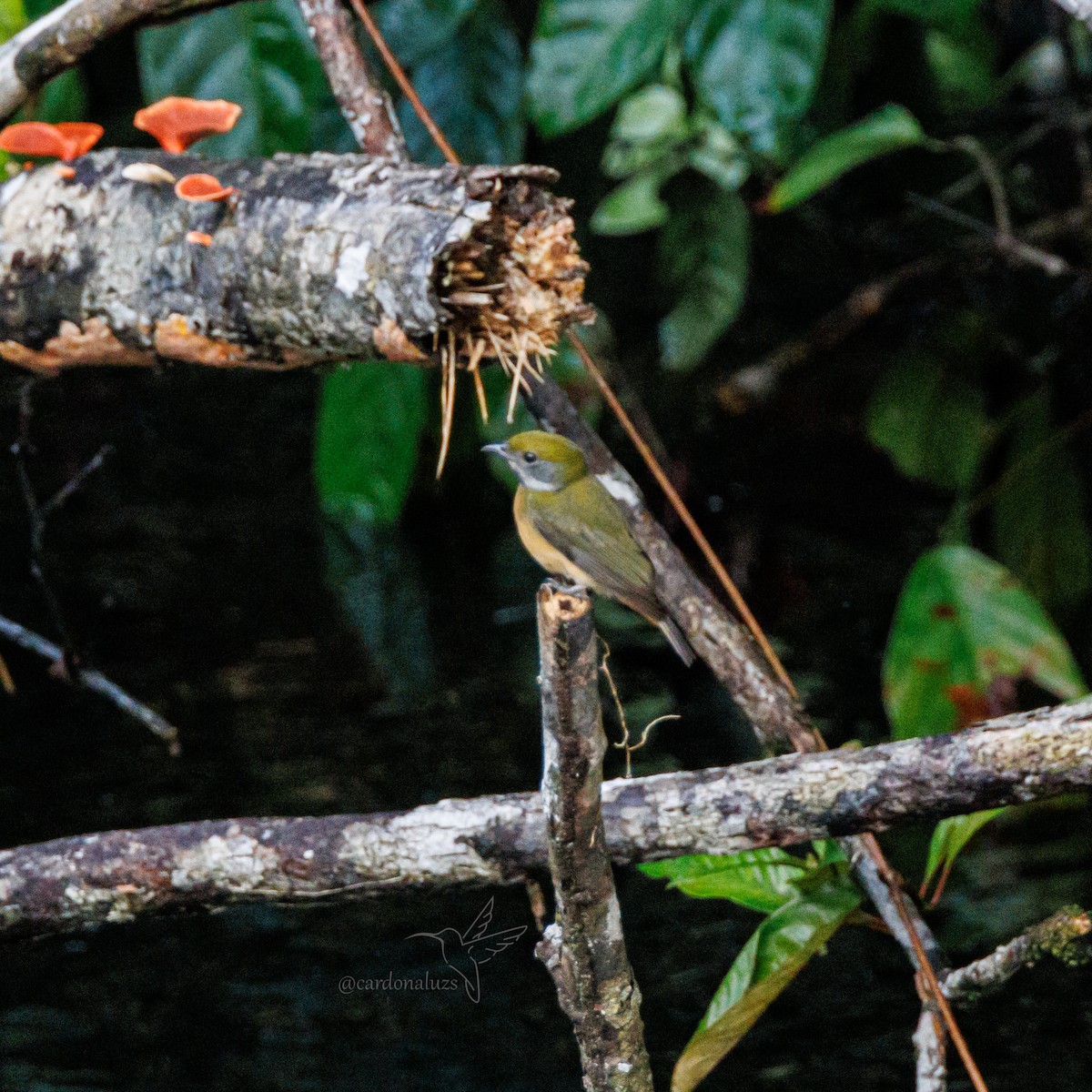 Yellow-crowned Manakin - ML616622246