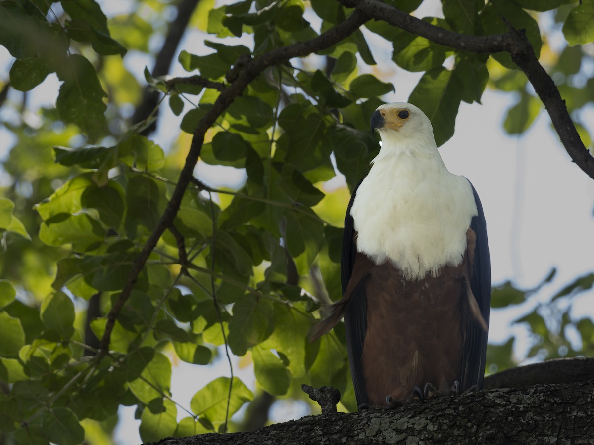 African Fish-Eagle - ML616622250