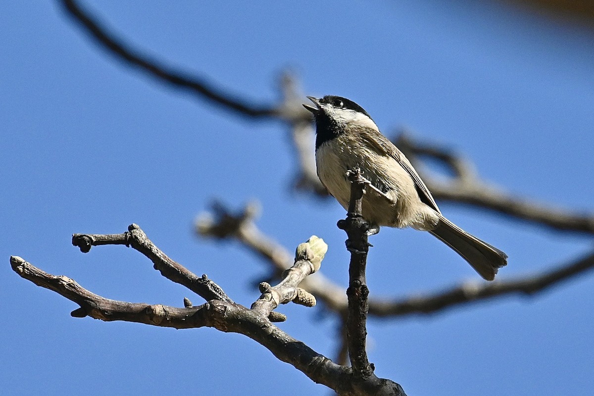 Mésange à bavette - ML616622276