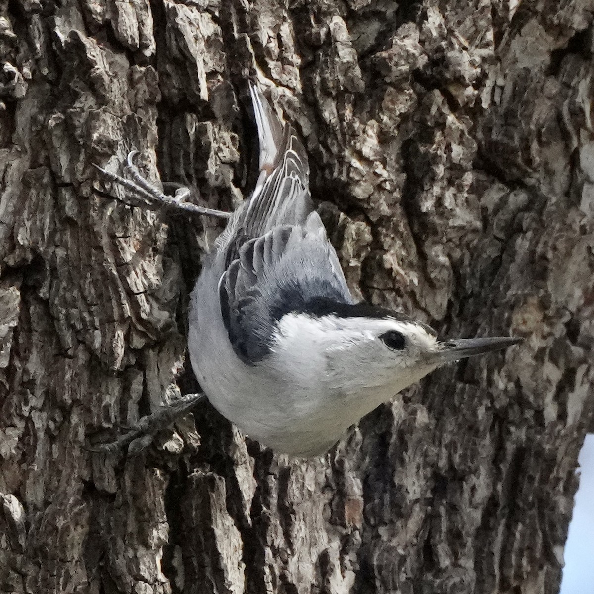 White-breasted Nuthatch - Charlene Fan