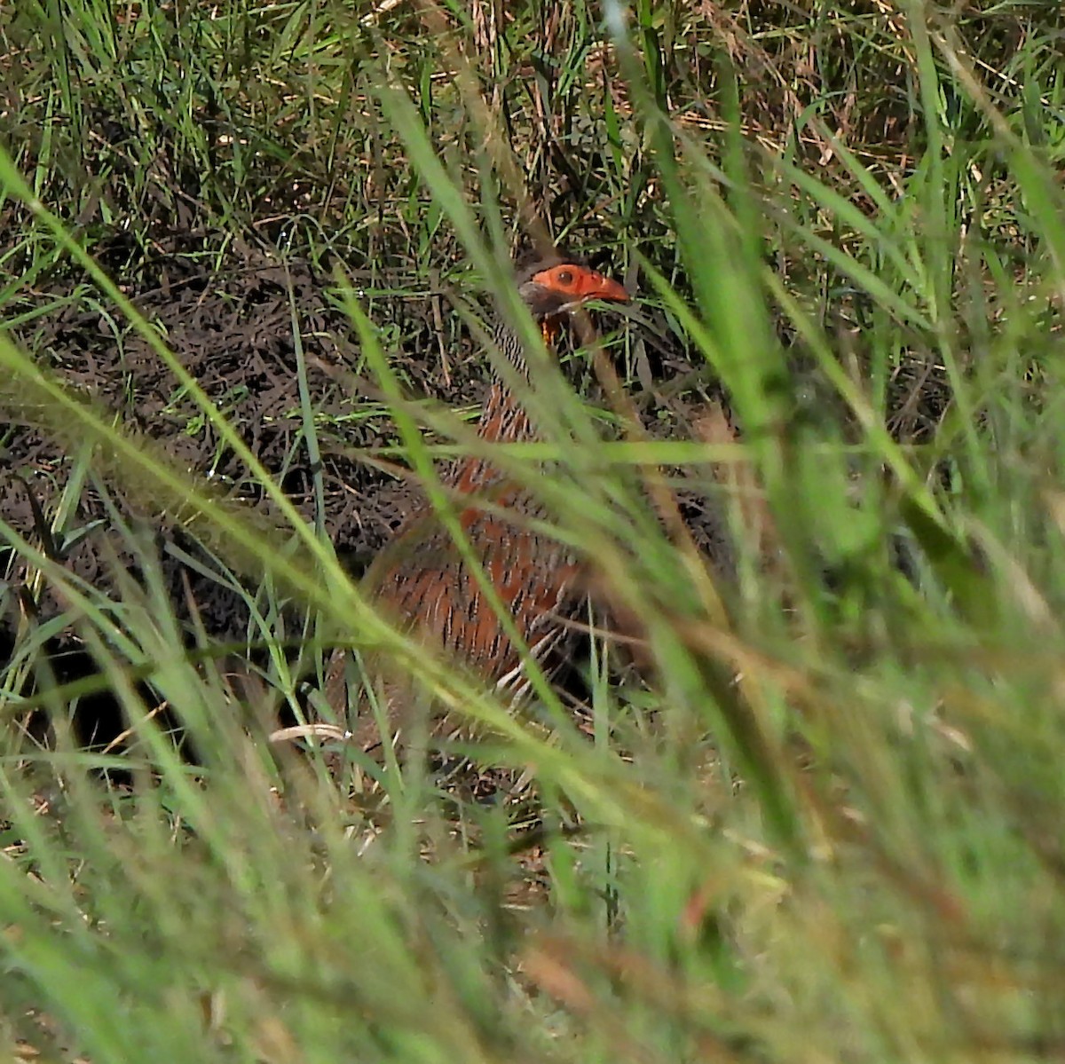 Gray-breasted Spurfowl - ML616622313