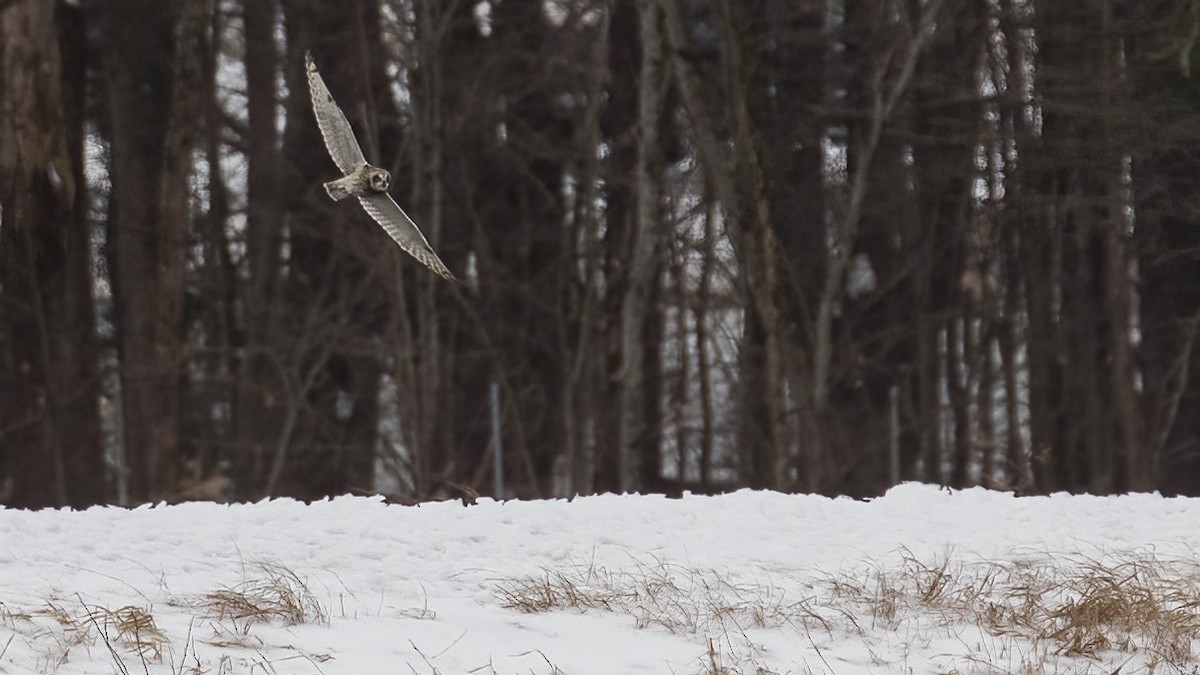 Short-eared Owl - R Miller