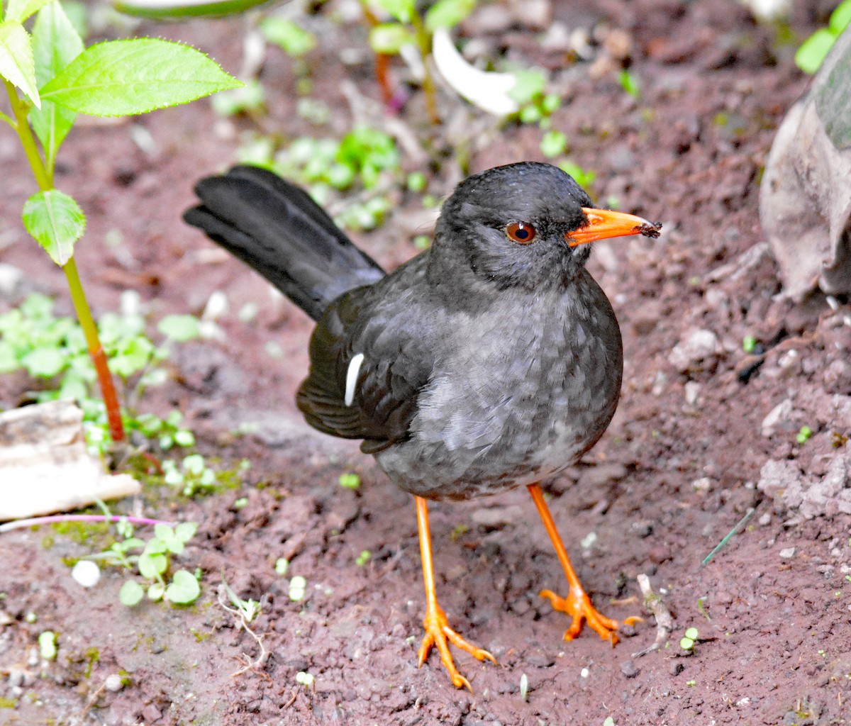 White-chinned Thrush - ML616622359