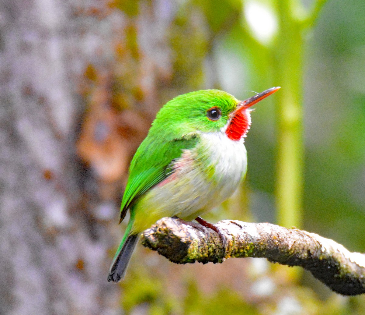 Jamaican Tody - Michael J Good