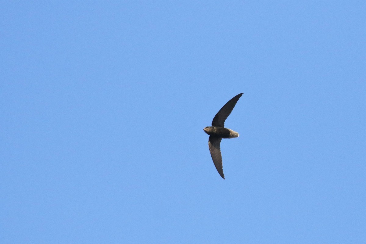 Short-tailed Swift - Brian Gibbons