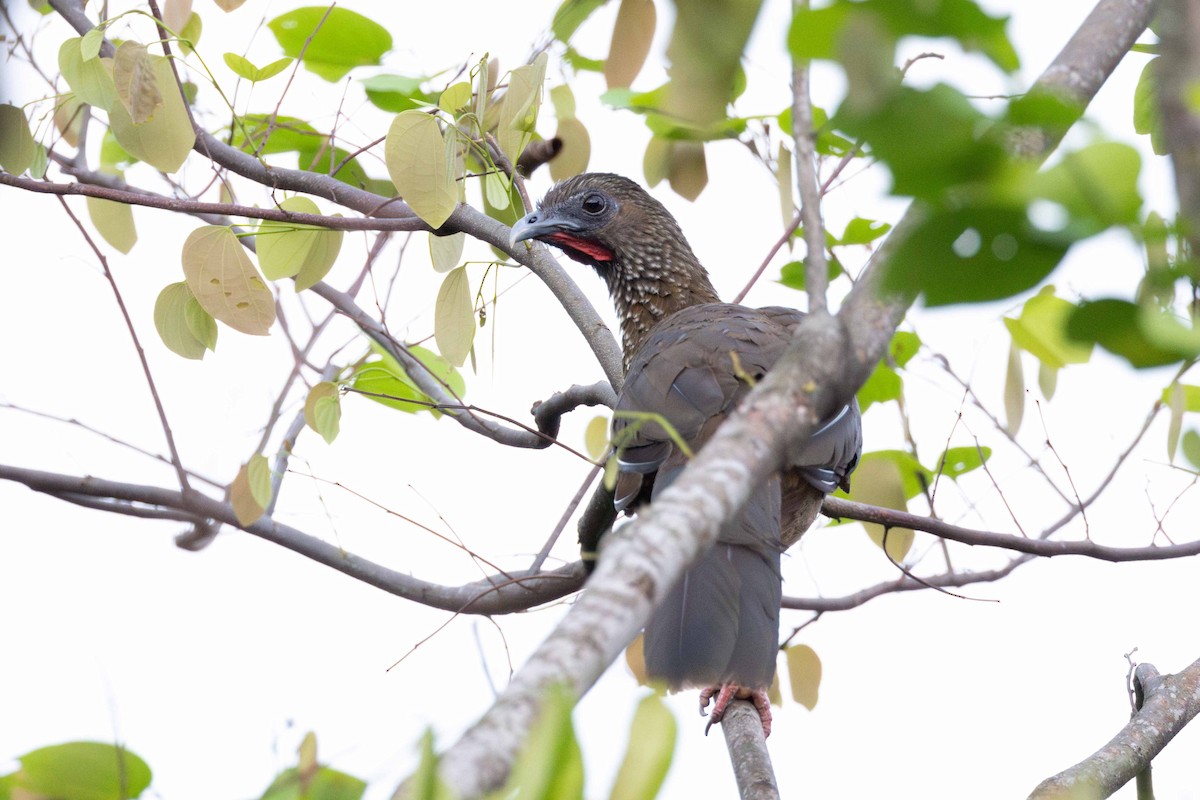 Speckled Chachalaca - ML616622487