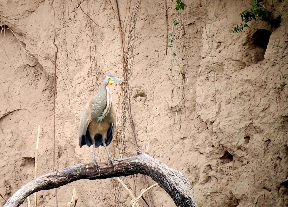 Bare-throated Tiger-Heron - ML616622491