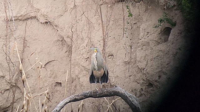 Bare-throated Tiger-Heron - ML616622495