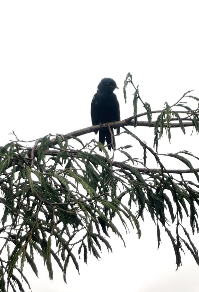 Petit's Cuckooshrike - ML616622518