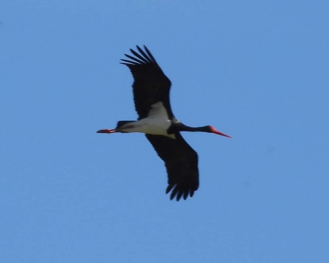 黑鸛 - ML616622539