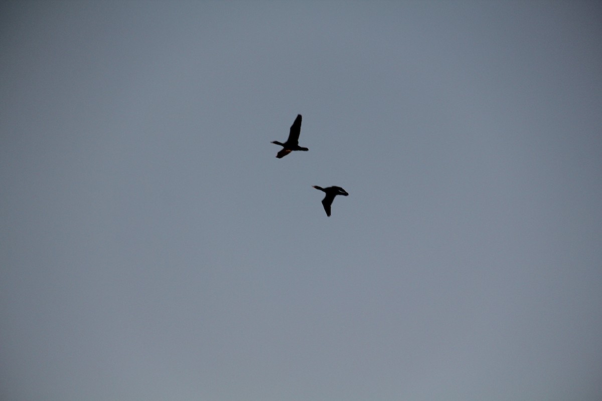 Double-crested Cormorant - ML616622542