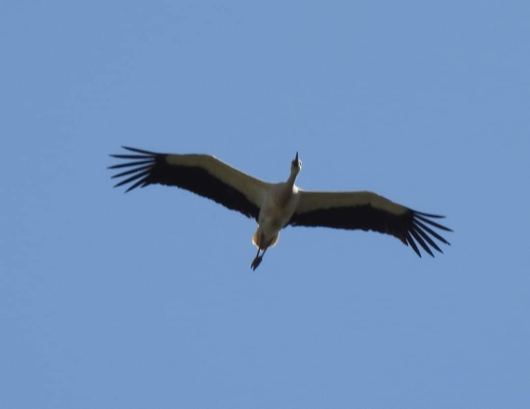 White Stork - ML616622543