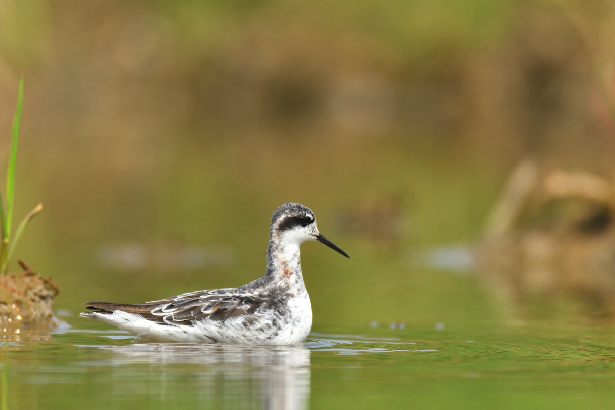 Phalarope à bec étroit - ML616622555