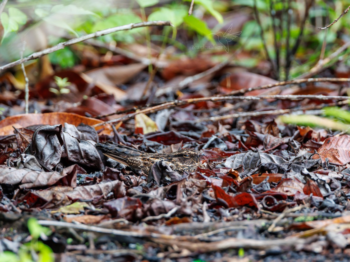 Blackish Nightjar - ML616622566