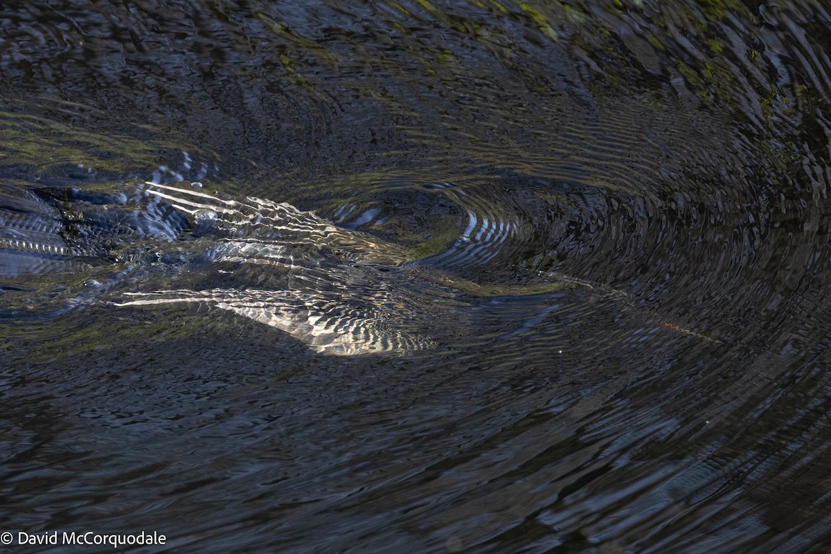 Anhinga d'Amérique - ML616622619