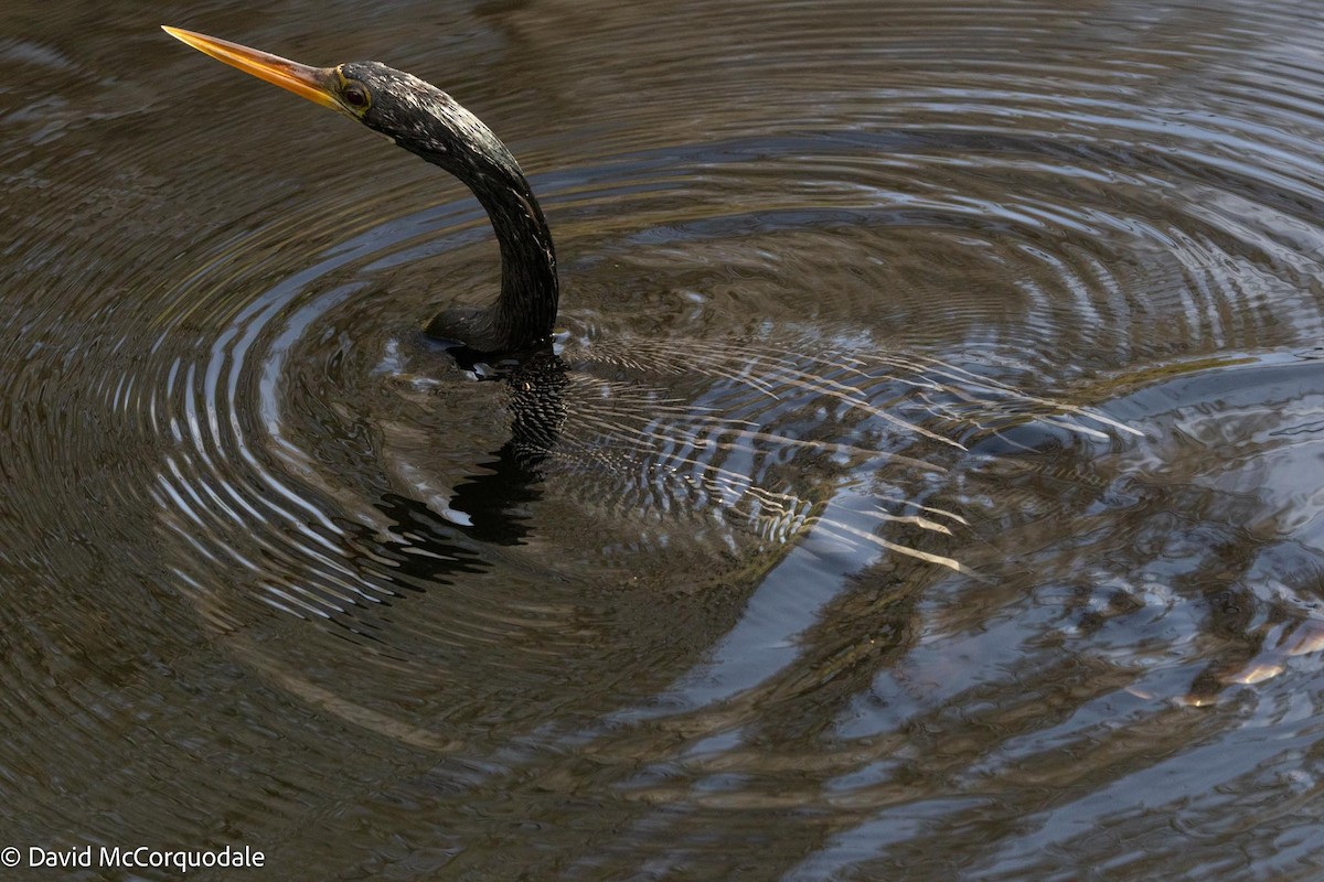 Amerika-Schlangenhalsvogel - ML616622628