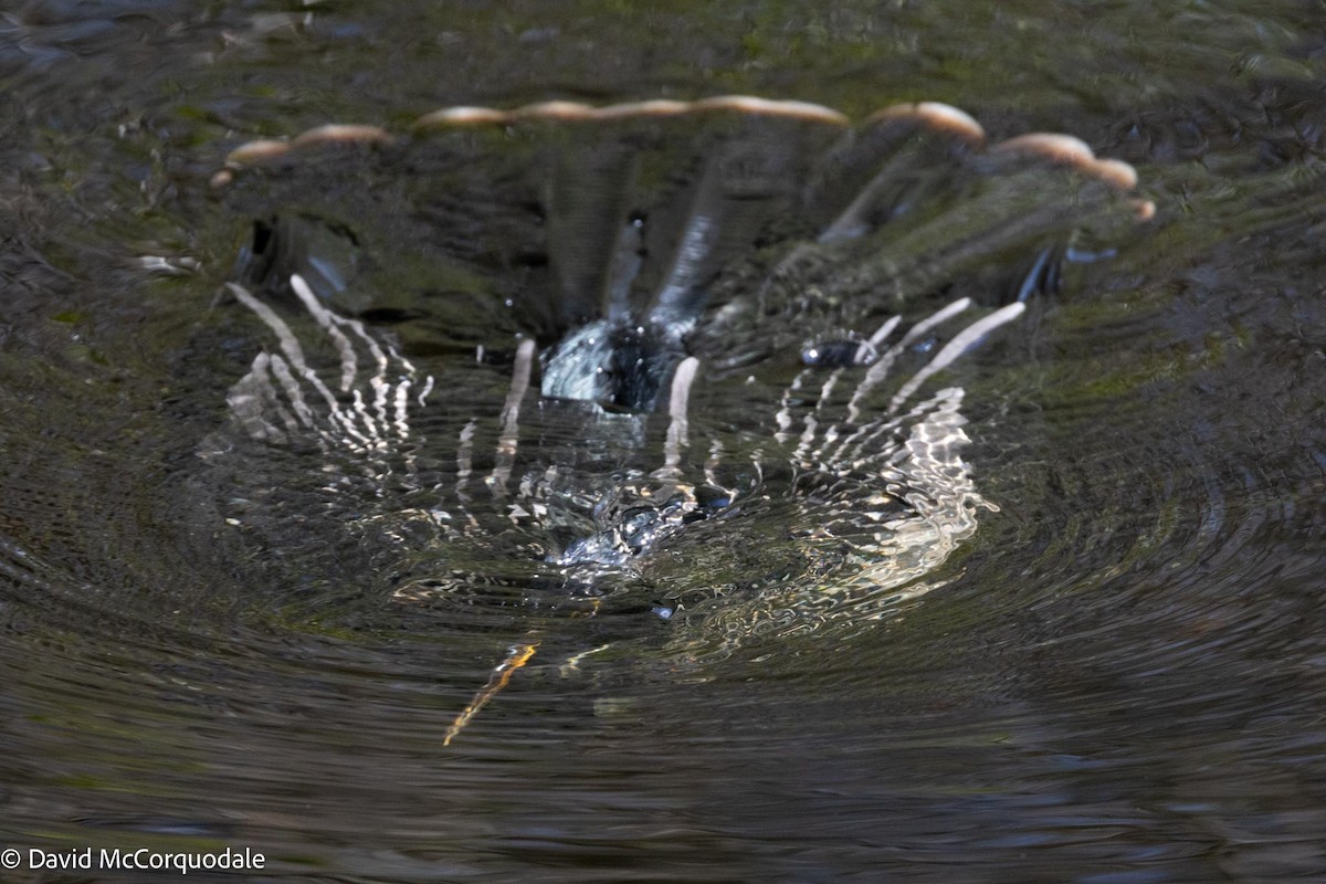 Amerika-Schlangenhalsvogel - ML616622632