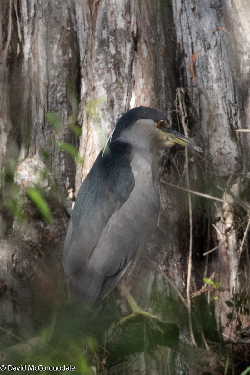 Black-crowned Night Heron (American) - ML616622640