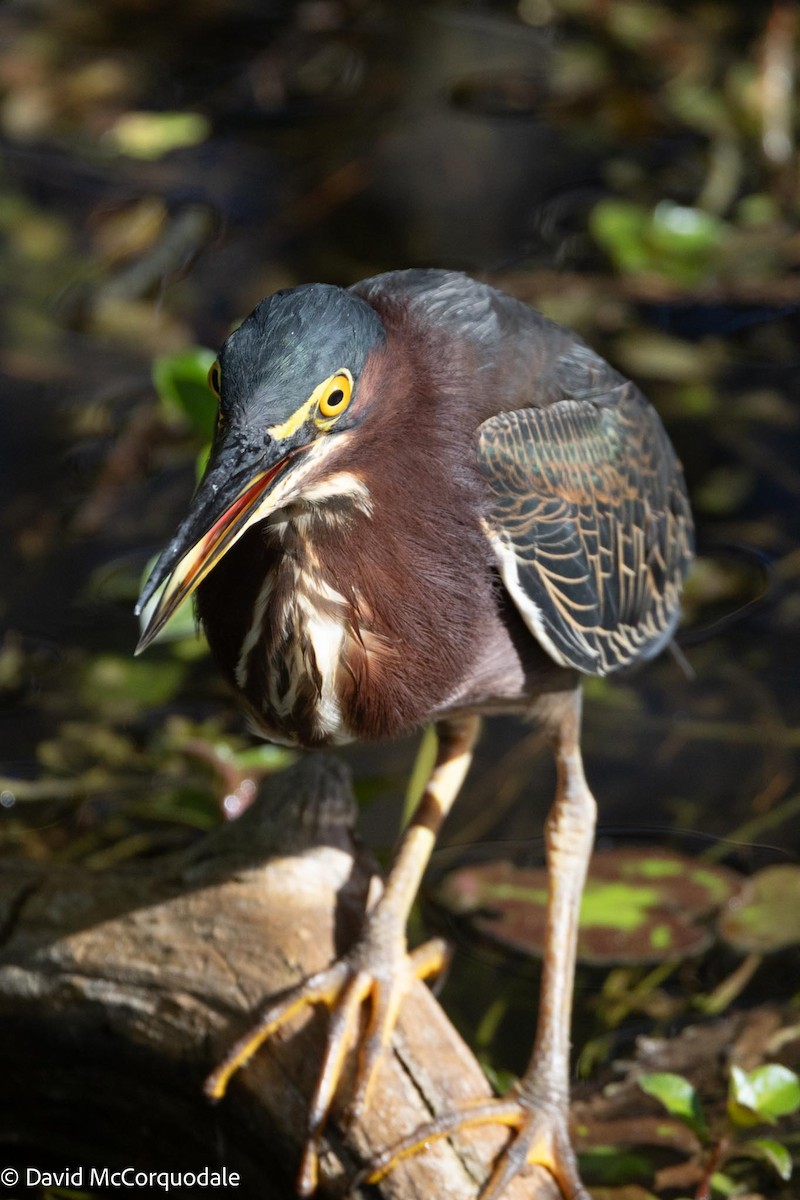 Green Heron - ML616622650