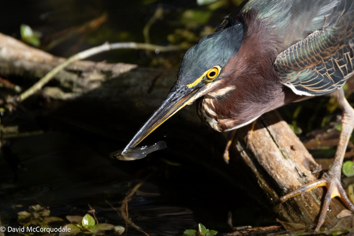 Green Heron - ML616622653