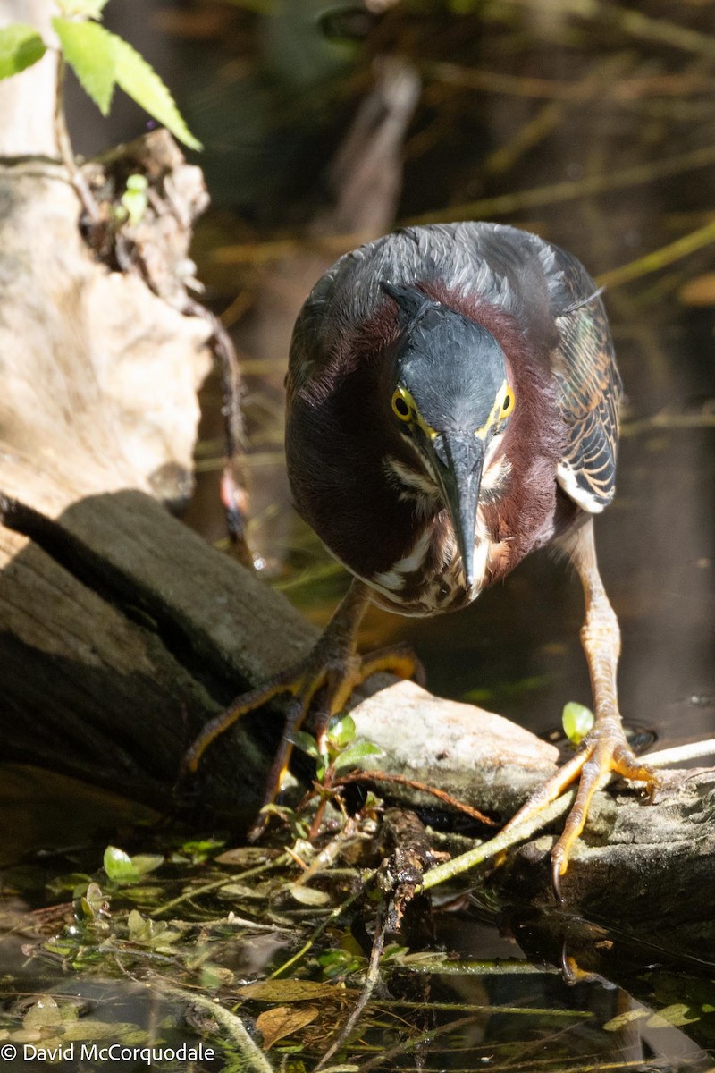 Green Heron - ML616622662