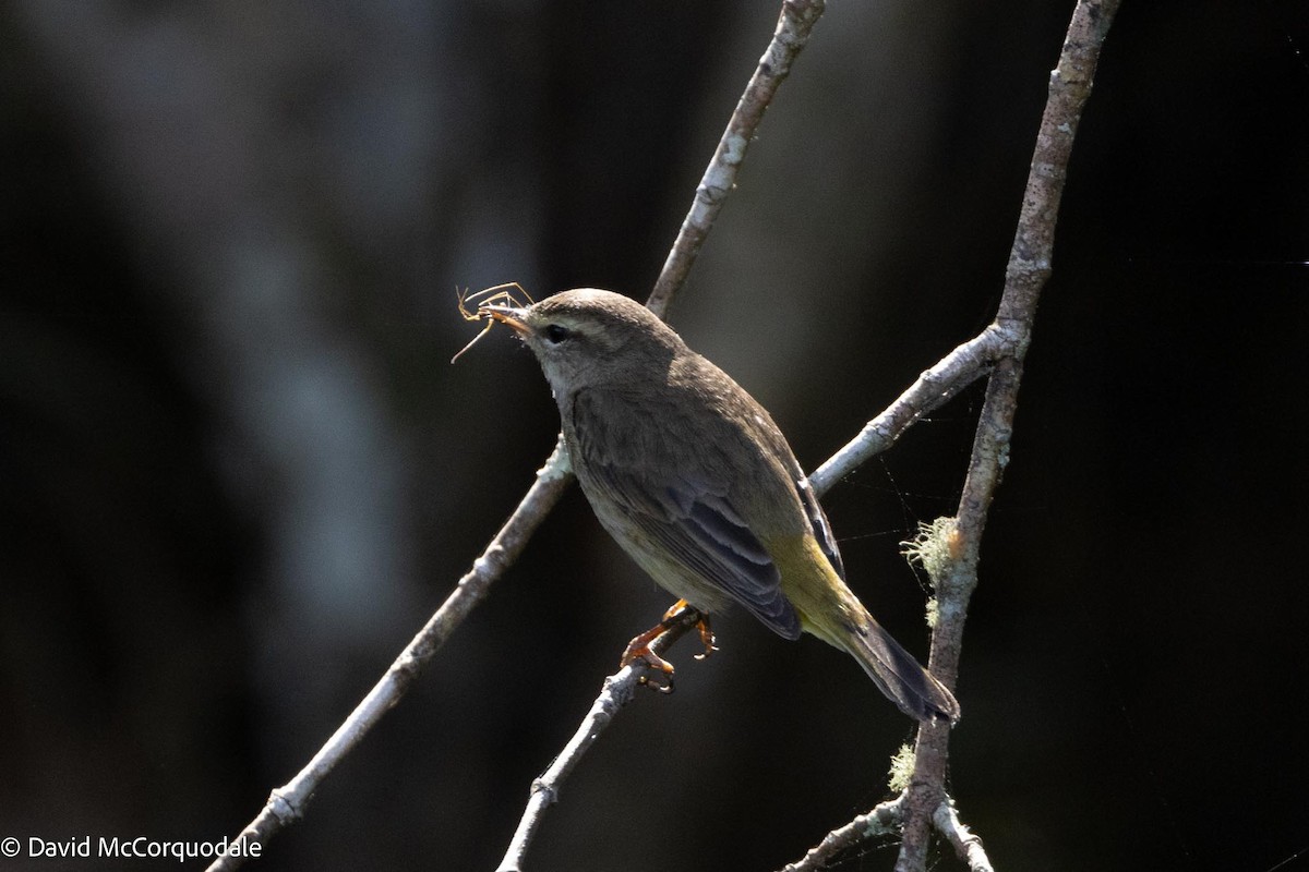 Palm Warbler - ML616622671