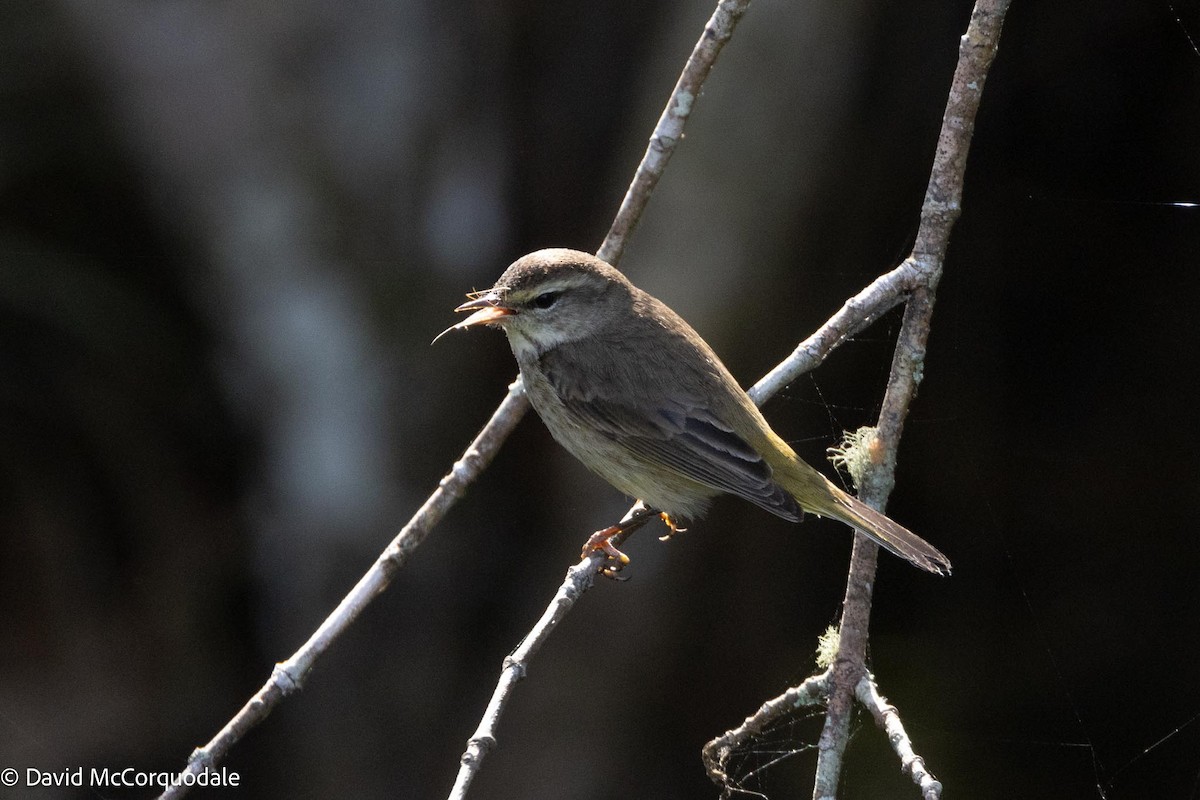 Palm Warbler - ML616622672