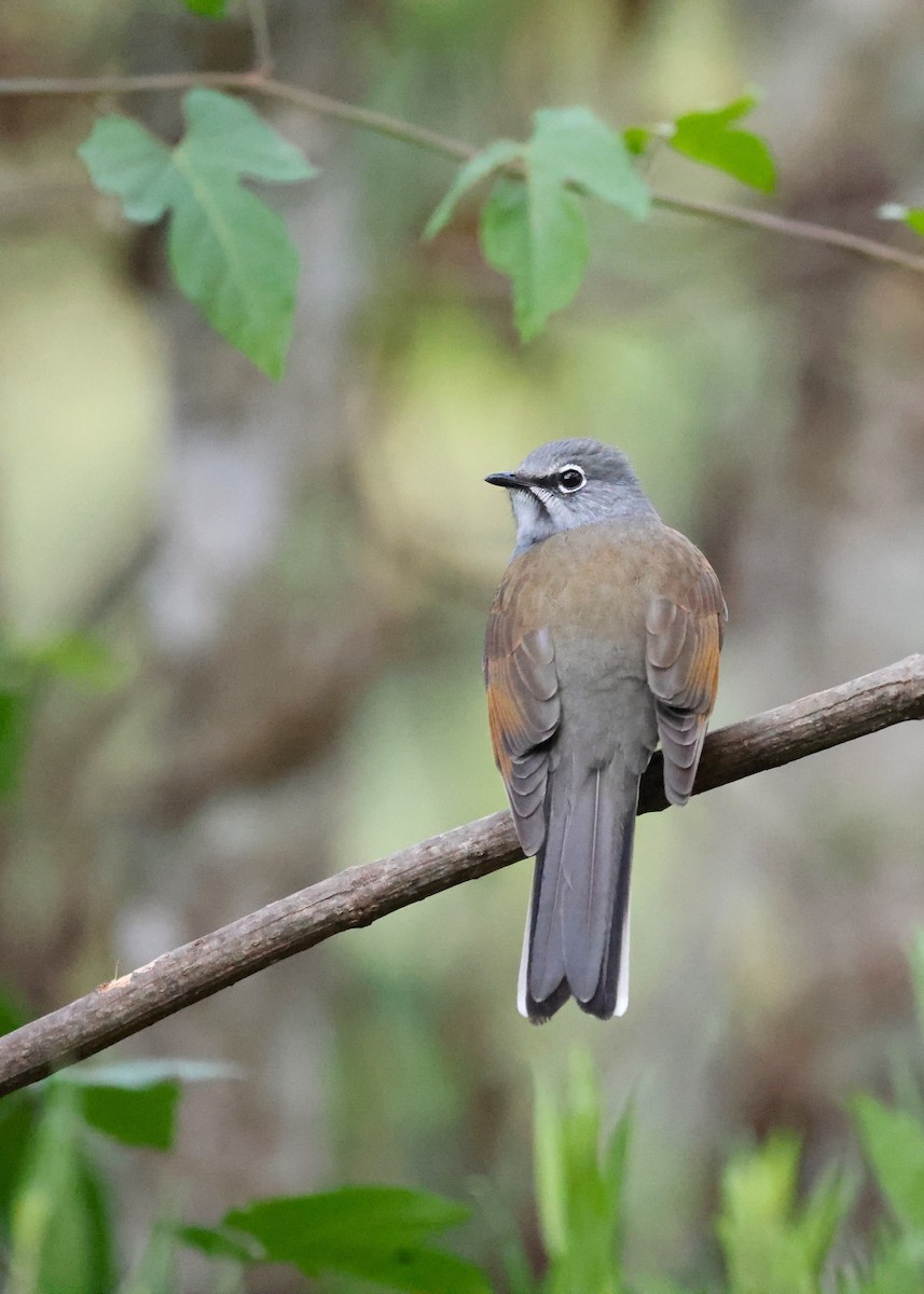 Brown-backed Solitaire - Brian Gibbons