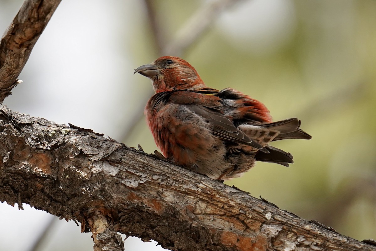 Red Crossbill - Bob Plohr