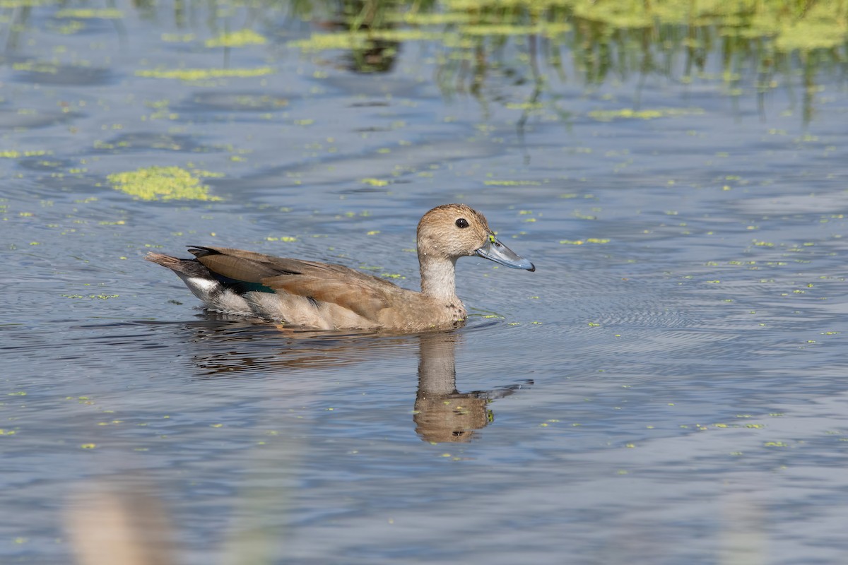 Ringed Teal - ML616622698