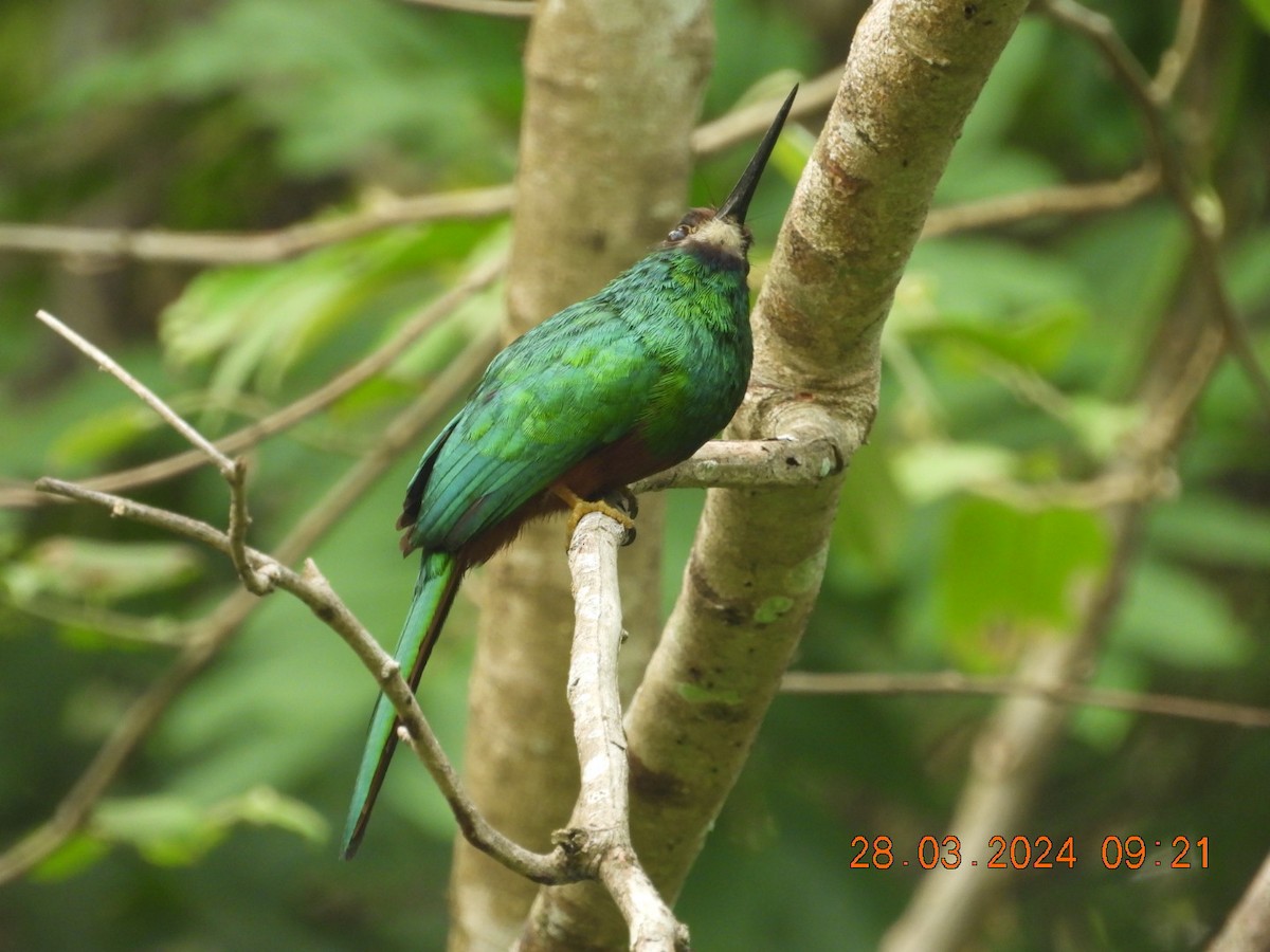 White-chinned Jacamar - Cesar Lopez Bustamante