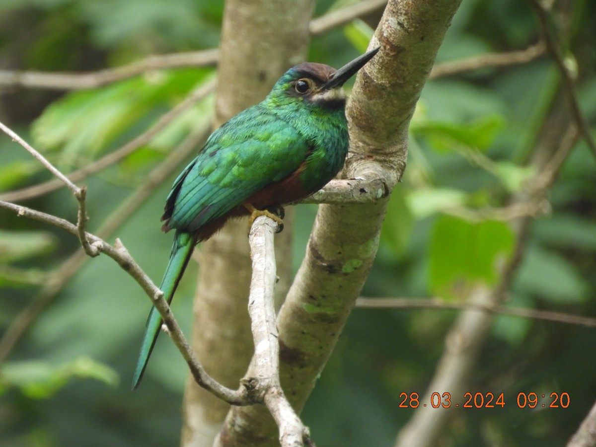 White-chinned Jacamar - Cesar Lopez Bustamante