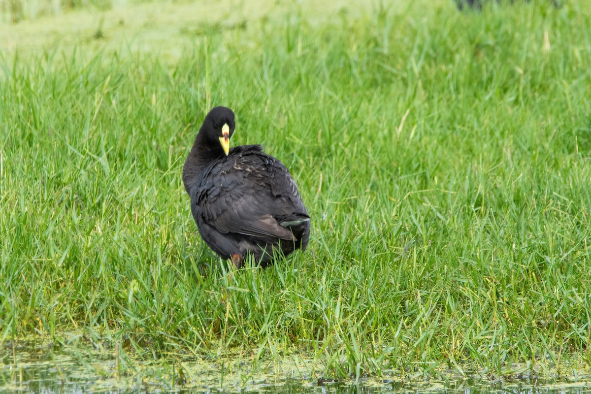 Red-gartered Coot - ML616622740