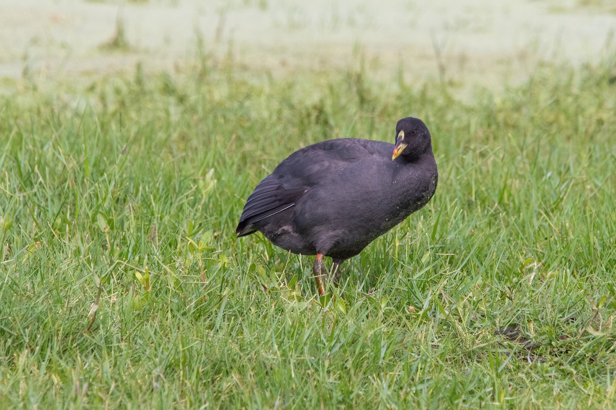 Red-gartered Coot - ML616622741