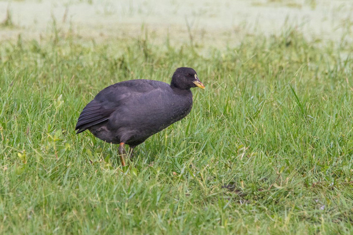 Red-gartered Coot - ML616622742