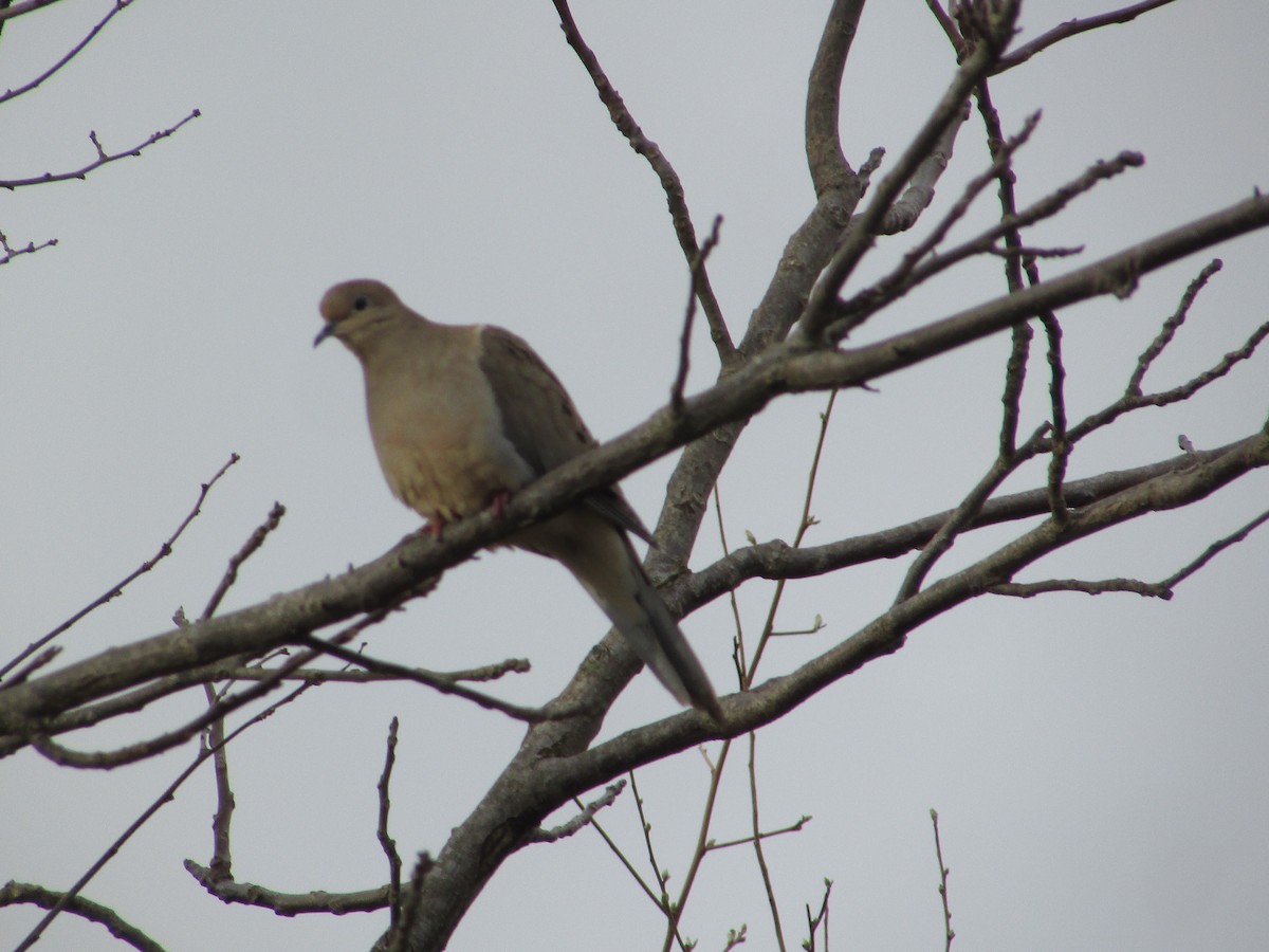 Mourning Dove - ML616622751