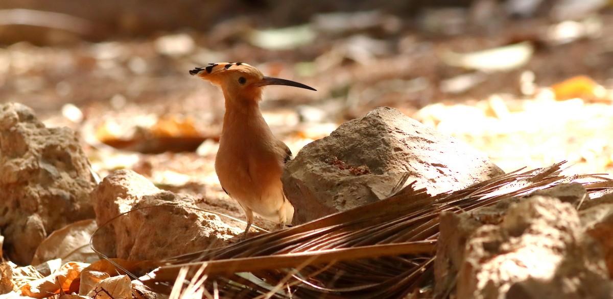 Eurasian Hoopoe - ML616622757