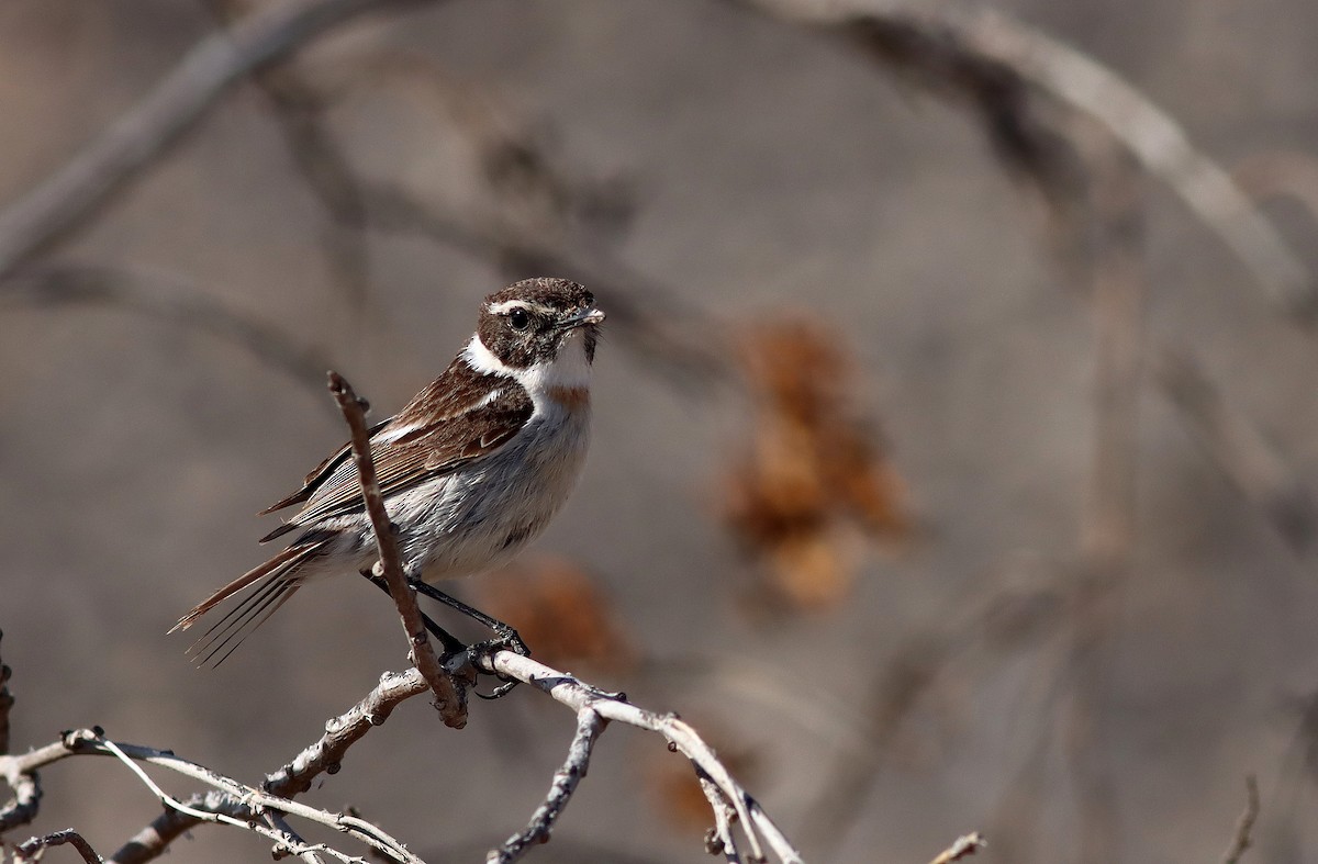 Fuerteventura Stonechat - ML616622799