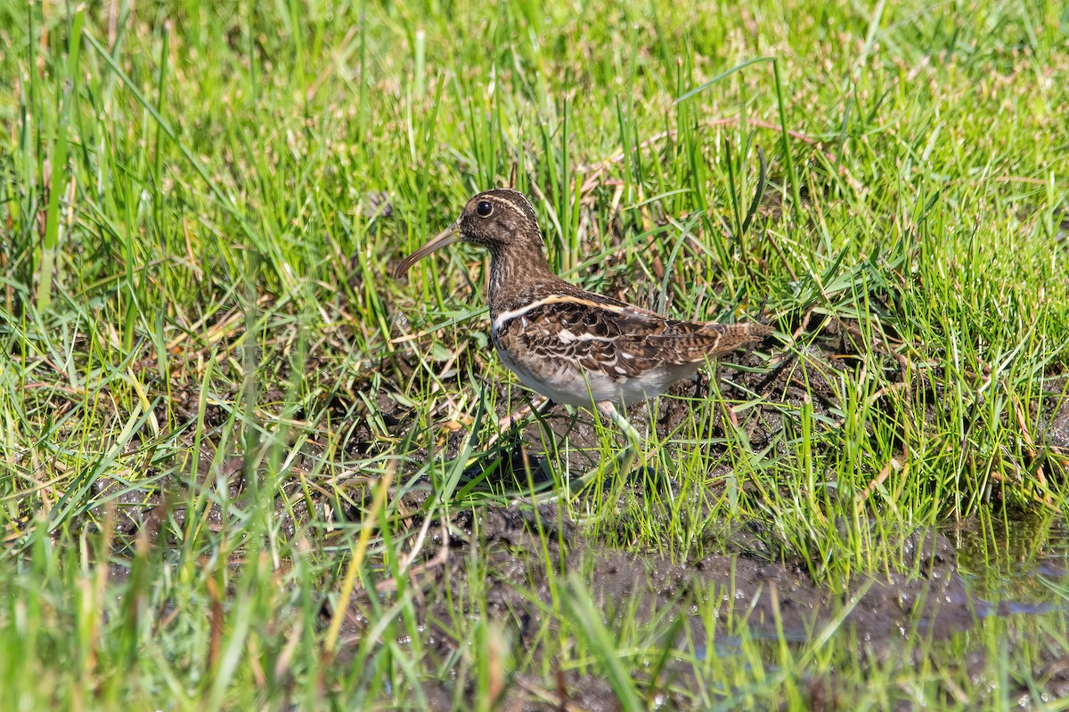 South American Painted-Snipe - ML616622823