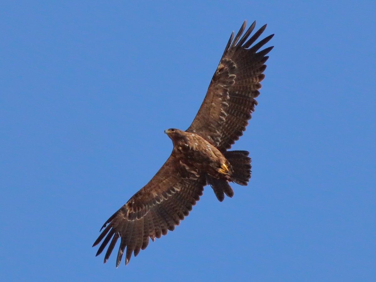 Steppe Eagle - ML616622831