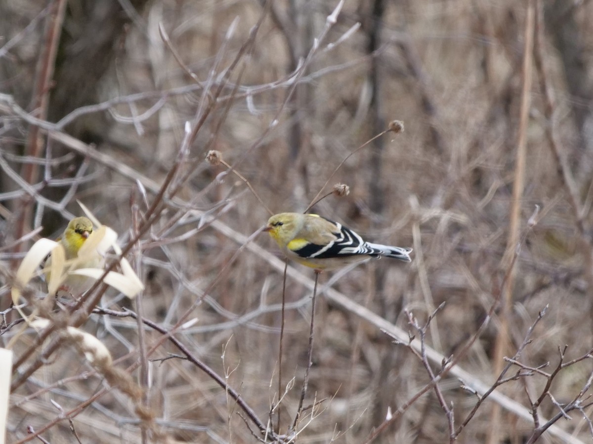 American Goldfinch - ML616622888