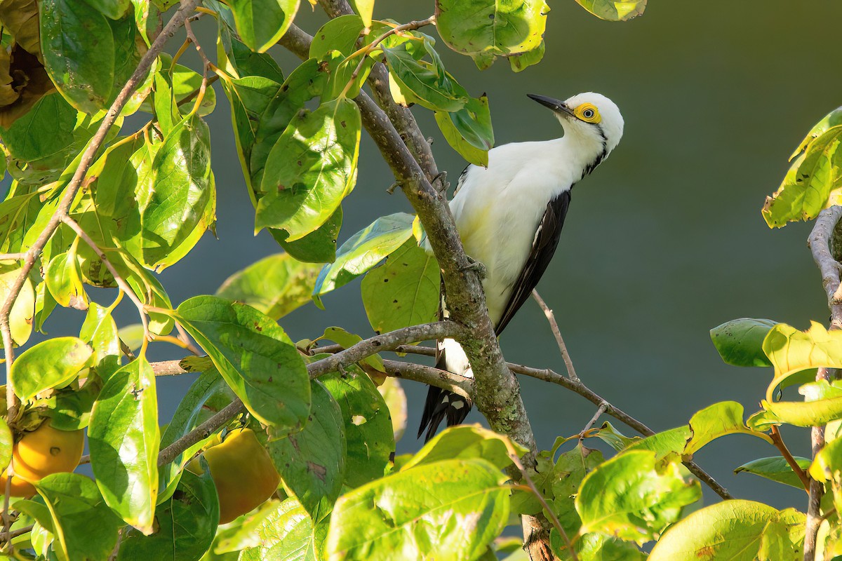 White Woodpecker - Raphael Kurz -  Aves do Sul