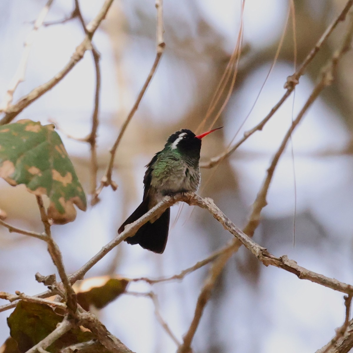 White-eared Hummingbird - ML616622899
