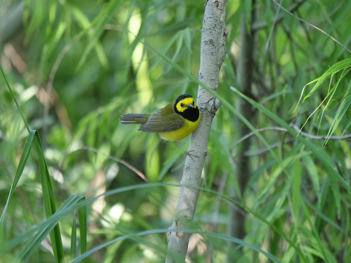 Hooded Warbler - Mary DeWire