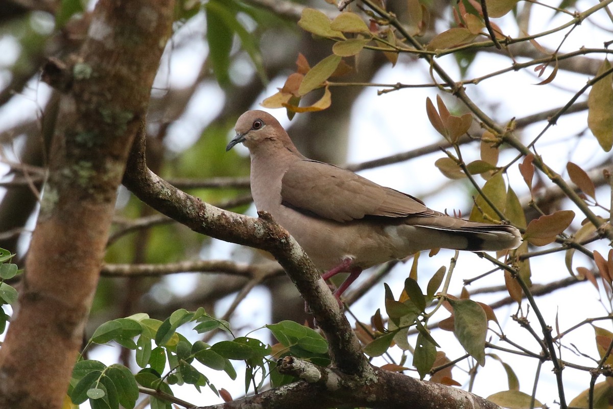 White-tipped Dove - ML616622931