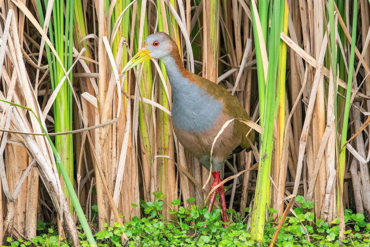 Giant Wood-Rail - ML616622963